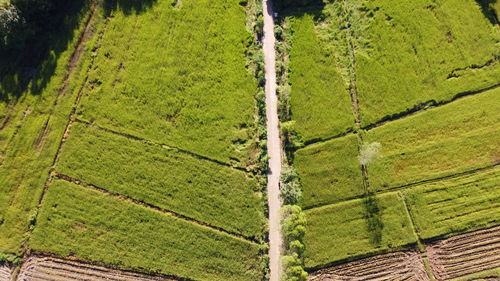 High angle view of agricultural field