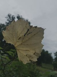 Close-up of leaf