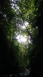 Low angle view of trees against sky