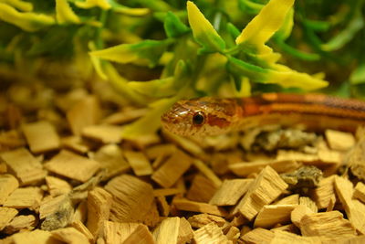 Close-up of corn snake on wooden pieces