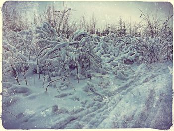 Full frame shot of trees against sky during winter