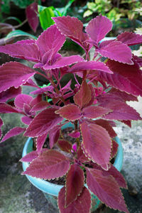 Close-up of pink flowering plant