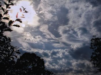 Low angle view of trees against sky