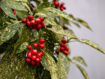 Close-up of red berries growing on tree