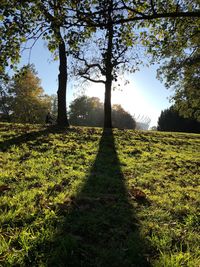Trees on field against sky