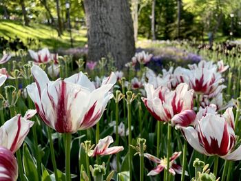 Close-up of pink tulips