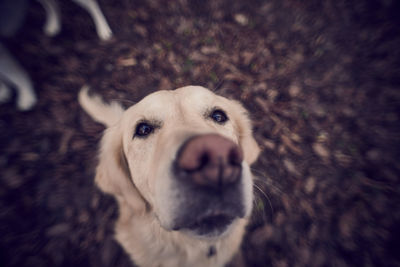 Close-up portrait of dog