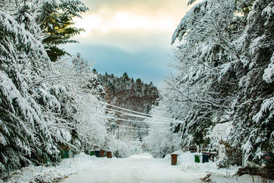 Snow covered plants against sky