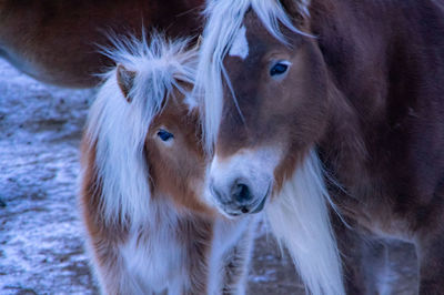 Close-up portrait of horses