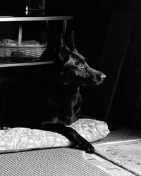 Close-up of a dog looking away