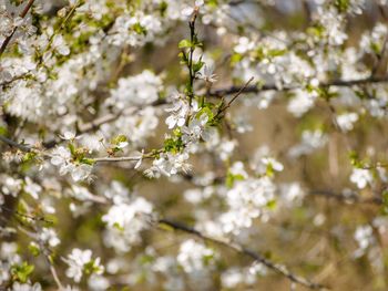 Close-up of white cherry blossom tree