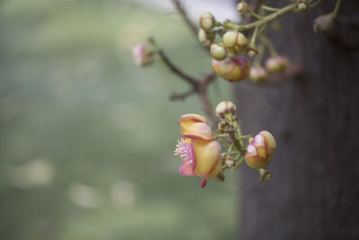 Close-up of pink flowering plant