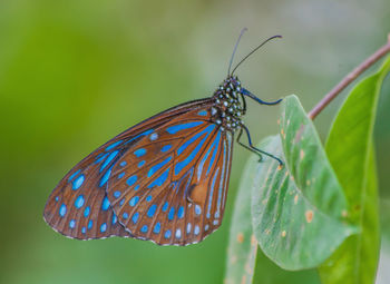 Close-up of butterfly on leaf