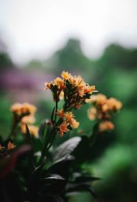 Close-up of yellow flowering plant