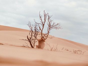 Bare tree on sand dune in desert against sky