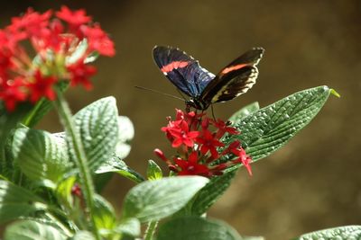 Close-up of butterfly pollinating on red flower