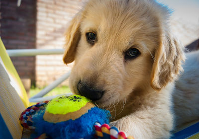 Close-up of a dog