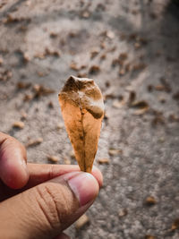 Close-up of hand holding leaf