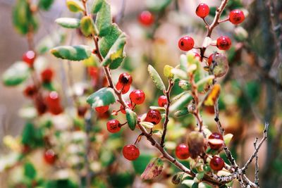 Close-up of berries growing on tree