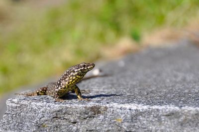 Close-up of a lizard on rock