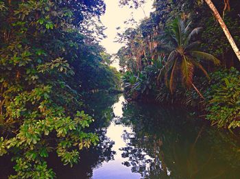 Reflection of trees in water