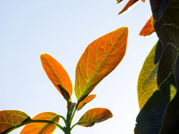 Close-up of leaves against clear sky