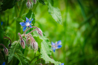 Close-up of purple flowering plant