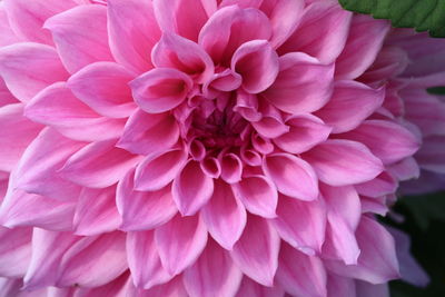 Close-up of pink dahlia flower