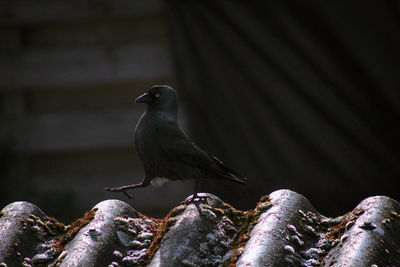 Close-up of bird perching on roof