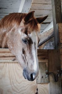 Brown horse in a stable