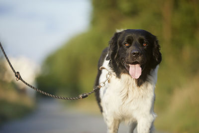 Happy dog on leash is walking on footpath. portrait of joyful czech mountain dog on sunny day.