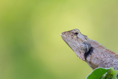 Close-up of a lizard