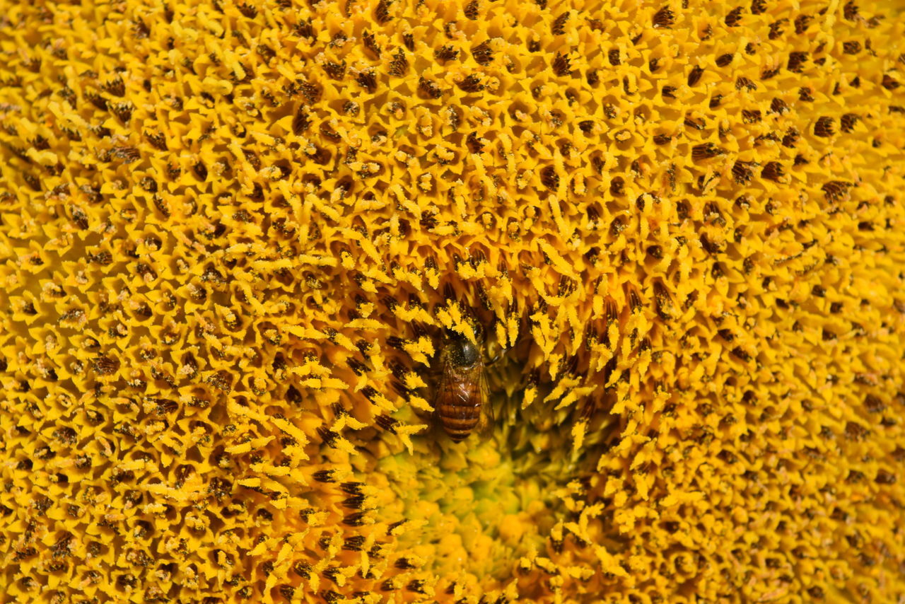 FULL FRAME SHOT OF SMALL YELLOW FLOWER IN BLOOM