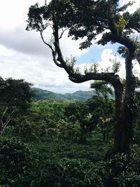 Trees in forest against sky