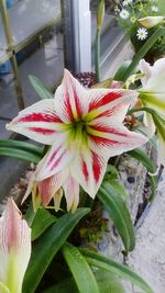 Close-up of pink flower blooming in garden