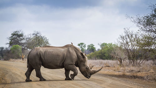 Side view of rhinoceros crossing road in forest