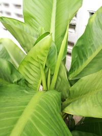 Close-up of fresh green leaves