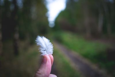 Cropped image of hand holding flower