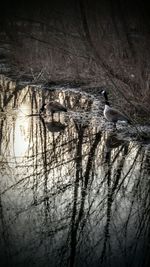 Bare trees reflecting in water