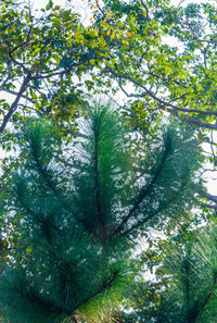 Low angle view of trees against sky