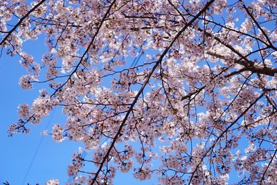 Low angle view of cherry blossoms against sky