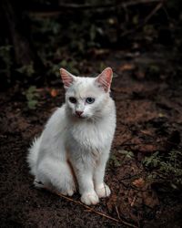 Cat looking away while sitting on land