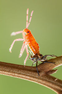 Close-up of insect on leaf