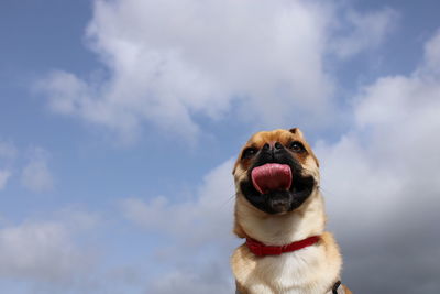 Low angle view of a dog