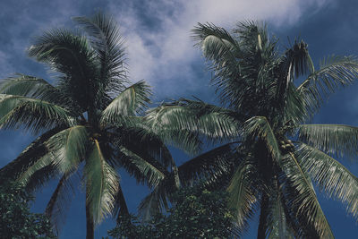 Low angle view of palm trees against sky