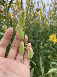 Close-up of hand holding plant