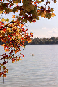 Autumn leaves on a tree