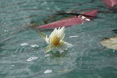 Water lily blooming in pond