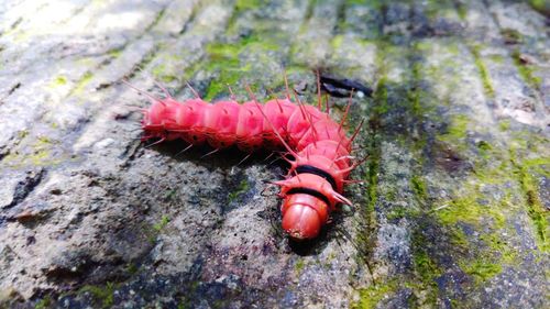 Close-up of insect on red tree trunk