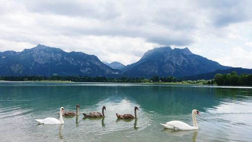 Swans on lake by mountains against sky